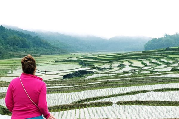 טרסות אורז בווייטנאם